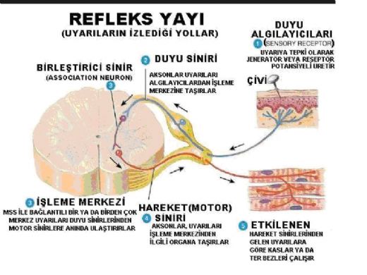 Beyin Sapı Refleksleri